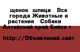 щенок  шпица - Все города Животные и растения » Собаки   . Алтайский край,Бийск г.